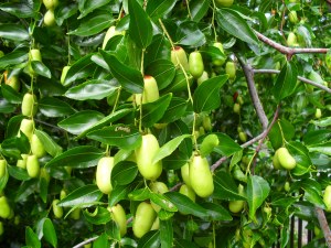 Jujube fruit or Chinese date